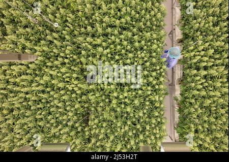 Ebersbach, Allemagne. 15th mars 2022. Les plants de cannabis poussent dans une salle de fleurs de la société pharmaceutique Demecan. Fondée en 2017, l'entreprise est l'une des trois que l'Institut fédéral des médicaments et des dispositifs médicaux a autorisé à cultiver du cannabis en Allemagne. Credit: Sebastian Kahnert/dpa-Zentralbild/dpa/Alay Live News Banque D'Images