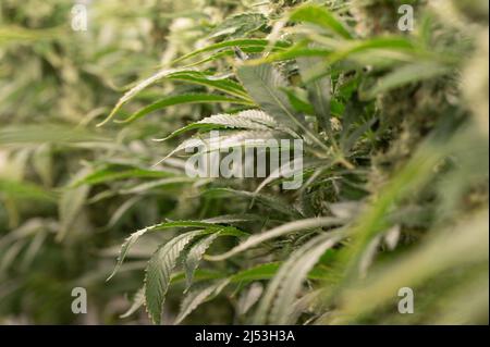 Ebersbach, Allemagne. 15th mars 2022. Les plants de cannabis poussent dans une salle de fleurs de la société pharmaceutique Demecan. Fondée en 2017, l'entreprise est l'une des trois que l'Institut fédéral des médicaments et des dispositifs médicaux a autorisé à cultiver du cannabis en Allemagne. Credit: Sebastian Kahnert/dpa-Zentralbild/dpa/Alay Live News Banque D'Images