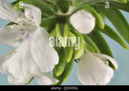 Vue super macro sur la fleur, les bourgeons et le feuillage du romarin côtier (Westringia fruticosa). Usine australienne. Banque D'Images