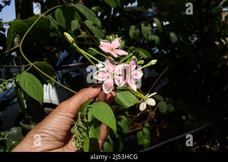 Bouquet de fleurs de Madhumalti. Jasmin rose ou plante extra-lente Madhumalti de nuit avec des feuilles et des bourgeons frais en bouquet. Femelle tenant flo Banque D'Images