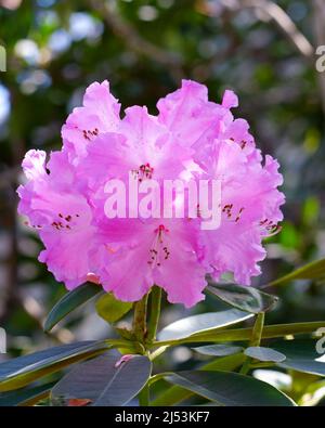 Fleurs de rhododendron roses dans le jardin. Gros plan d'une inflorescence de rhododendron avec des fleurs roses. Magnifique arbuste à fleurs. Banque D'Images