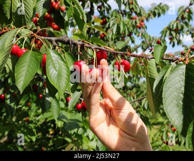 main du jeune homme qui cueille les grosses cerises mûres rouges du cerisier au printemps Banque D'Images