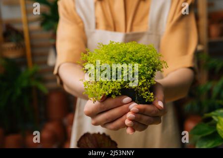 Gros plan court de fleuriste femelle méconnaissable dans un tablier tenant dans des mains pot avec plante Soleirolia debout dans un magasin floral, foyer sélectif. Banque D'Images
