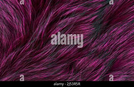 Texture de fourrure d'animal de loup ou de renard très gros plan. Photo de haute qualité Banque D'Images