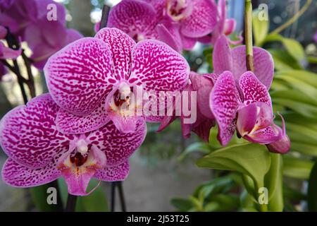 Orchidée rose moucheté. Les orchidées de Phalaenopsis ou de papillon ont des racines longues et grossières, des tiges courtes et verdoyantes et des fleurs longues et plates Banque D'Images