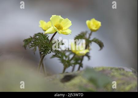 Cultivé dans la roche, au premier plan une plante à fleurs de Pulsatilla alpina subsp. Apiifolia Banque D'Images