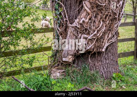 Grande tige de lierre qui a été coupée pour tuer la plante et sauver son arbre hôte. Banque D'Images