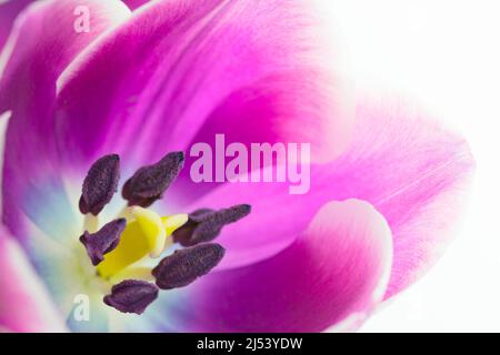 Photo macro d'une fleur de tulipe Banque D'Images