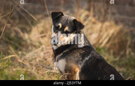Mignon chien errant et sans-abri dans la rue, animaux affamés et isolés Banque D'Images