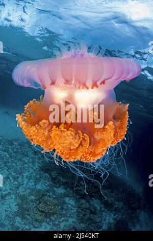 Poisson de gelée de la Couronne (Netrostoma setouchina, Netrostoma setouchianum), Ari Atoll, Maldives, Océan Indien, Asie Banque D'Images