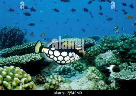 Triggerfish Clown ou Triggerfish à gros points (Balistoides oscillum) nageant dans un récif de corail, Ari Atoll, Maldives, Océan Indien, Asie Banque D'Images