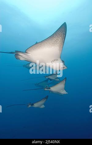 Aigle à pois blancs (Aetobatus narinari) dans l'eau bleue, île Wolf, îles Galapagos, Equateur, Océan Pacifique Banque D'Images