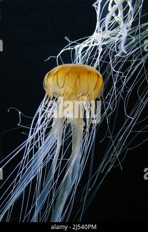 Méduses de Compas (Chrysaora hyoscella), Maldives, Océan Indien Banque D'Images