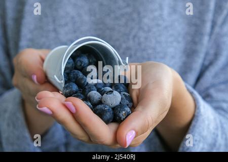 Femme tenant un seau en métal avec des bleuets congelés. Concept de récolte. Les mains des femmes collectent les baies. Concept de saine alimentation. Faire le plein de berr Banque D'Images