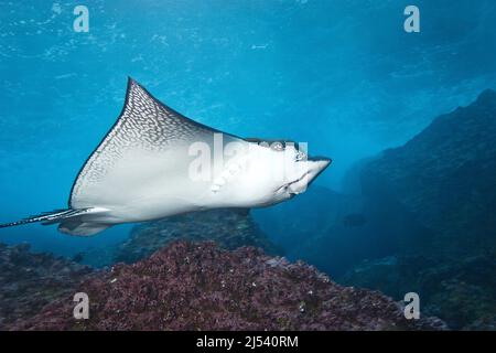 Aigle à pois blancs (Aetobatus narinari) sur un récif de corail, île Wolf, îles Galapagos, Equateur, océan Pacifique Banque D'Images