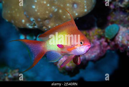 Jewel Fairy basset, LyRetail anthias (Pseudanthias squamipinnis), femme, Ari Atoll, Maldives, Océan Indien, Asie Banque D'Images