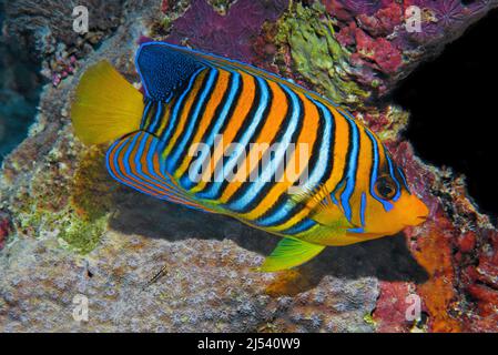Angelfish royal (Pygoplites diacanthus), Ari Atoll, Maldives, Océan Indien, Asie Banque D'Images