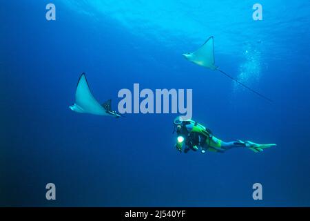 Plongée sous-marine et aigle à pois blancs (Aetobatus narinari) dans l'eau bleue, Ari Atoll, Maldives, océan Indien, Asie Banque D'Images