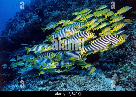 École mixte de poissons, lèvres sucrées orientales (Plectorhinchus vittatus), vivaneau Bluestriped (Lutjanus kasmira), Maldives, océan Indien, Asie Banque D'Images