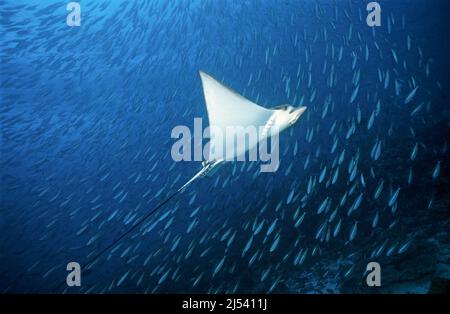 Aigle à pois blancs (Aetobatus narinari) devant une école Fusilier à bandes sombres, Neon fusilier (tuile Pterocaesio), Ari Atoll, Maldives Banque D'Images