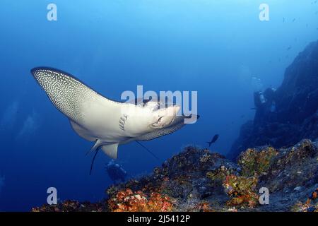 Aigle à pois blancs (Aetobatus narinari) sur un récif de corail, Cocos Isand, Costa Rica, océan Pacifique Banque D'Images