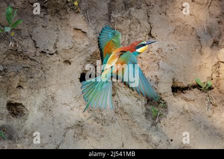 Guêpier d'Europe (Merops apiaster) décolle et s'éloigne de son trou de nidification dans une banque de sable, le Parc National de Koros-Maros, Bekes Comté, Hongrie Banque D'Images