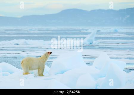 Ours polaire sur glace dérivante avec neige, animal blanc dans l'habitat naturel, Svalbard, Norvège. Ours polaire courant dans la mer froide. Ours polaire avec iceb bleu Banque D'Images