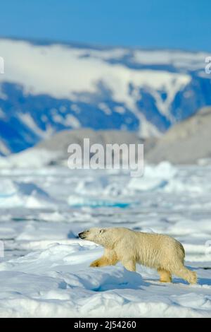 Belle scène d'hiver avec glace et neige. Ours polaire sur glace dérivante avec neige, animal blanc dans l'habitat naturel, Svalbard, Norvège. Ours polaire en course Banque D'Images
