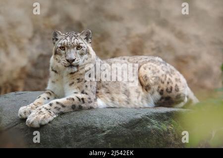 Portrait de face de léopard des neiges avec fond de roche clair, parc national de Hemis, Cachemire, Inde. Scène sauvage d'Asie. Un portrait détaillé de la beauté Banque D'Images