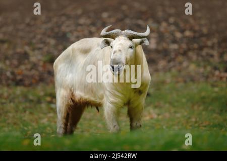 Takin doré, Budorcas taxicolor bedfordi, antilope de chèvre originaire d'Asie. Grand animal dans l'habitat de la nature. Scène sauvage de la nature. Taureau sauvage de Chine Banque D'Images