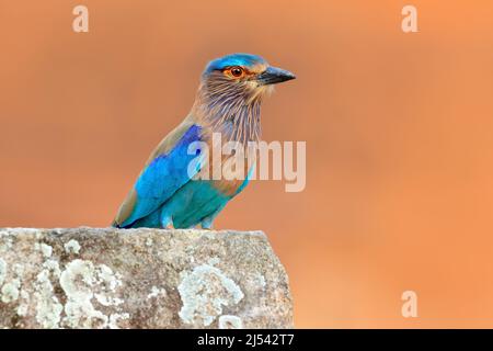 Roller de Sri Lanka, Asie. Belle couleur bleu clair oiseau Indian Roller assis sur la pierre avec fond orange. Observation des oiseaux en Asie. Magnifique c Banque D'Images