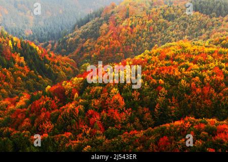 Belle forêt d'automne orange et rouge. Forêt d'automne, nombreux arbres dans les collines d'orange, chêne orange, bouleau jaune, épinette verte, Suisse de Bohême Na Banque D'Images