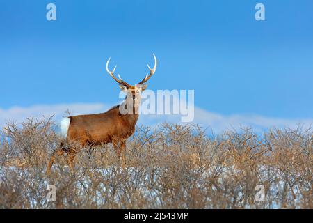 Le cerf de Sika, Cervus nippon yesoensis, dans la prairie enneigée, les montagnes d'hiver et la forêt en arrière-plan. Animal avec bois dans l'habitat de la nature, winte Banque D'Images