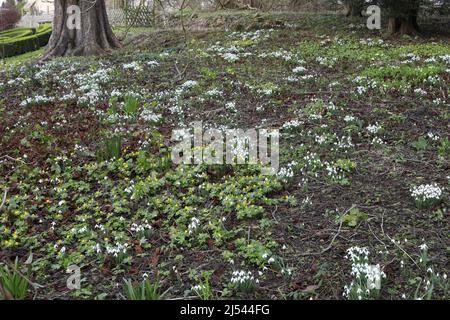 Snowdrop et Aconite fleurit aux jardins fortifiés d'Easton, village d'Easton, Grantham, Lincolnshire, Angleterre, ROYAUME-UNI Banque D'Images