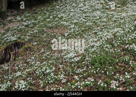 Snowdrop et Aconite fleurit aux jardins fortifiés d'Easton, village d'Easton, Grantham, Lincolnshire, Angleterre, ROYAUME-UNI Banque D'Images