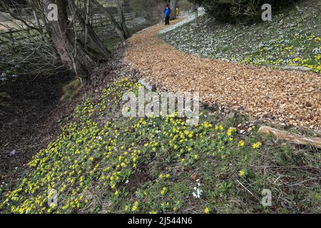 Snowdrop et Aconite fleurit aux jardins fortifiés d'Easton, village d'Easton, Grantham, Lincolnshire, Angleterre, ROYAUME-UNI Banque D'Images