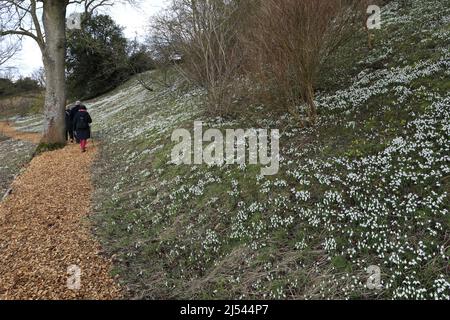 Snowdrop et Aconite fleurit aux jardins fortifiés d'Easton, village d'Easton, Grantham, Lincolnshire, Angleterre, ROYAUME-UNI Banque D'Images