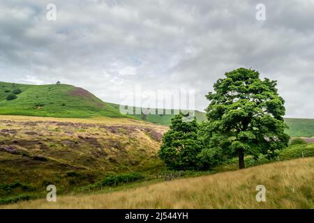 Deux grands arbres dominent le paysage du trou de Horcum sur les landes du Yorkshire du Nord. Les coteaux derrière les arbres ont la bruyère et le gro saumâtre Banque D'Images