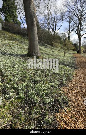 Snowdrop et Aconite fleurit aux jardins fortifiés d'Easton, village d'Easton, Grantham, Lincolnshire, Angleterre, ROYAUME-UNI Banque D'Images