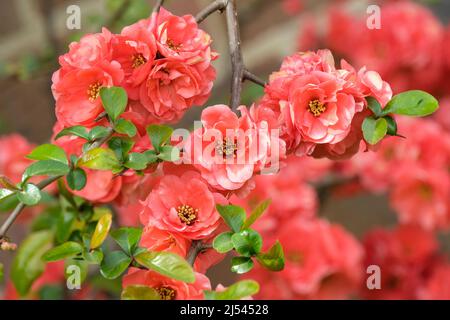 Coce à fleurs Phyllis Moore. Chaenomeles speciosa 'Phyllis Moore'. Fleur rouge, début du printemps Banque D'Images