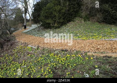 Snowdrop et Aconite fleurit aux jardins fortifiés d'Easton, village d'Easton, Grantham, Lincolnshire, Angleterre, ROYAUME-UNI Banque D'Images