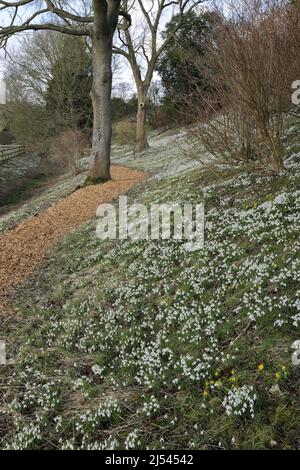 Snowdrop et Aconite fleurit aux jardins fortifiés d'Easton, village d'Easton, Grantham, Lincolnshire, Angleterre, ROYAUME-UNI Banque D'Images