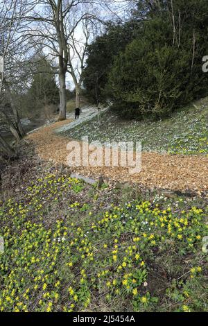 Snowdrop et Aconite fleurit aux jardins fortifiés d'Easton, village d'Easton, Grantham, Lincolnshire, Angleterre, ROYAUME-UNI Banque D'Images