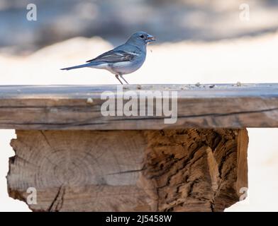 Blue Chaffinch, (Fringilla teydea) sur Tenerife, îles Canaries, Espagne Banque D'Images