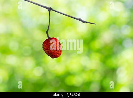 Un Lychee dans le jardin Banque D'Images