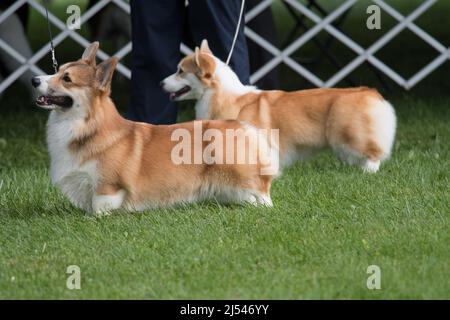 Pembroke gallois corgis debout dans l'anneau d'exposition de chiens Banque D'Images