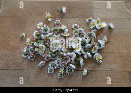 Bellis perennis, pâquerette anglaise. Fleurs fraîches cueillies à la main sur une table en bois prête à être séchée et utilisée comme thé. Cru, végétalien, sain Banque D'Images