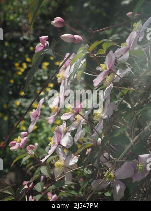 La belle fleur de clematis plante avec une profusion de fleurs rose pâle Banque D'Images