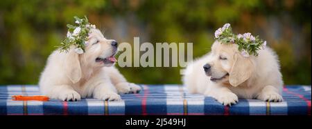 Petits chiots blancs positifs du labrador posant à l'extérieur avec une couronne sur sa tête Banque D'Images