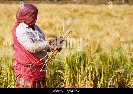 Photo du dossier datée du 12 mars 2022 de la récolte de blé par un agriculteur indien à la périphérie d'Ajmer, Rajasthan, Inde. L'invasion de l'Ukraine par la Russie et les sanctions occidentales qui ont suivi contre la Russie ont affecté les exportations de blé de la région de la mer Noire et ont affecté la sécurité alimentaire dans plusieurs pays, en particulier en Afrique et en Asie occidentale. La perturbation des approvisionnements mondiaux en blé a à son tour ouvert des opportunités que les exportateurs de céréales de l'Inde sont en train d'envisager, en particulier compte tenu de l'excédent intérieur disponible des céréales. Le ministre du Commerce et de l'Industrie de l'Union, Piyush Goyal, a déclaré vendredi que l'Egypte, une de Banque D'Images